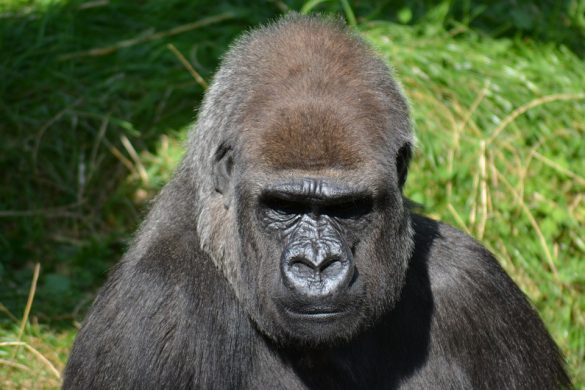 silverback-gorilla-271002_960_720_1
