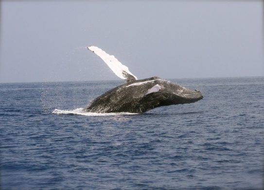 whale-2678819_960_720