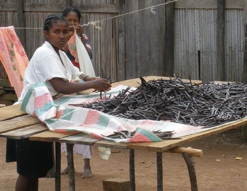 woman_sorting_vanilla_in_sambava_madagascar_lemurbaby_wiki