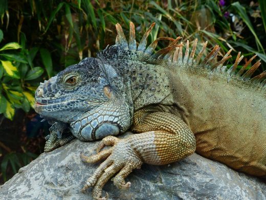 green-iguana-407065_960_720