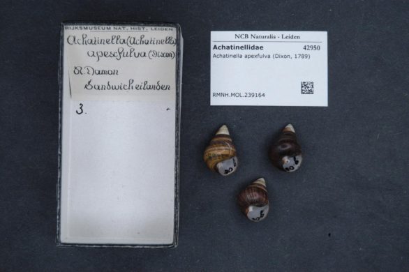 naturalis_biodiversity_center_-_rmnh