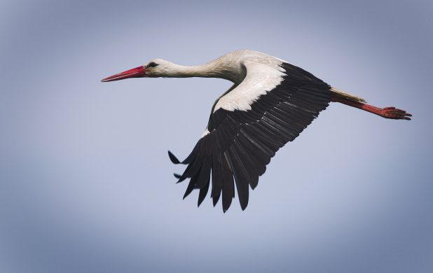 42227512422_388ccf393f_k