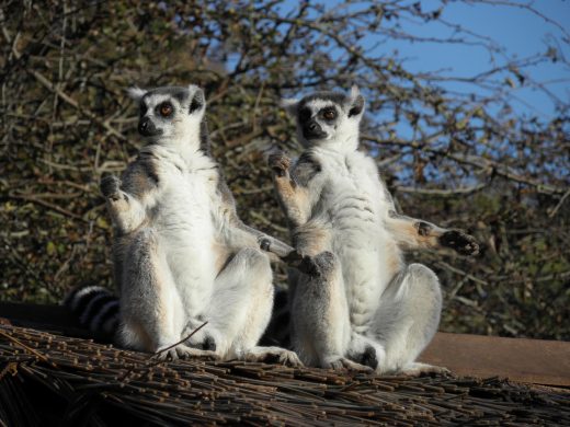lemur-2000177_1920