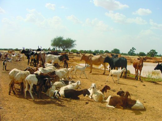 10667593025_7acc222891_o