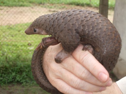 1200px-tree_pangolin