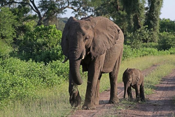 800px-african_bush_elephants_loxodonta_africana_female_with_six-week-old_baby