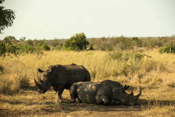 gettyimages-173213676-594x594