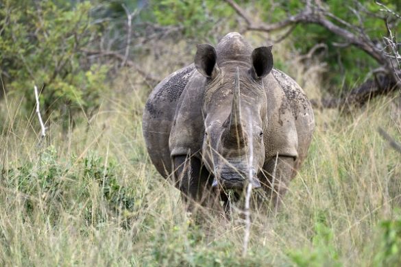 gettyimages-805072192-594x594