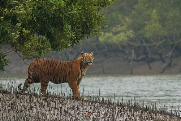 1200px-sundarban_tiger