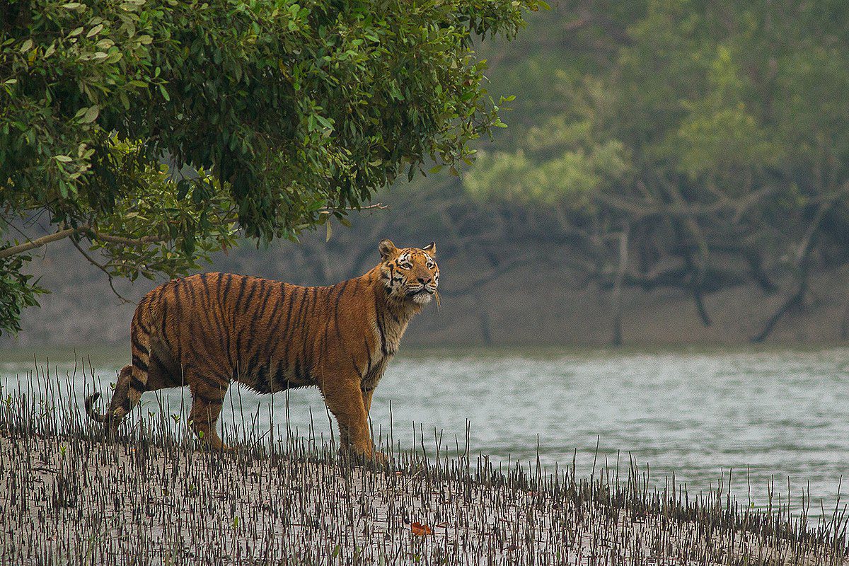1200px-sundarban_tiger