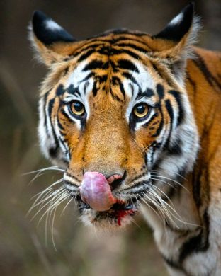 tiger_wwf