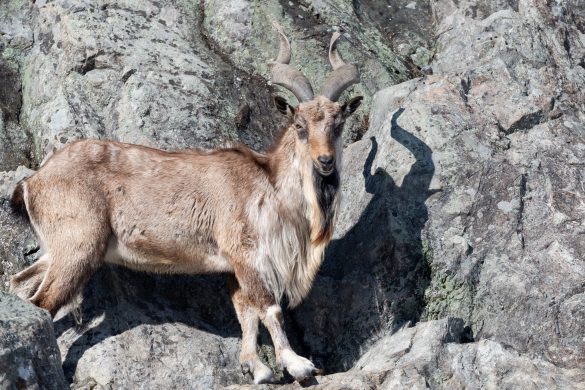 27592634608_c7defd9e5b_k