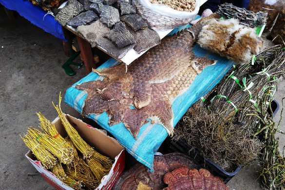gettyimages-pangolin_xiao_lu_chu