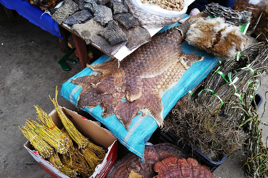 gettyimages-pangolin_xiao_lu_chu