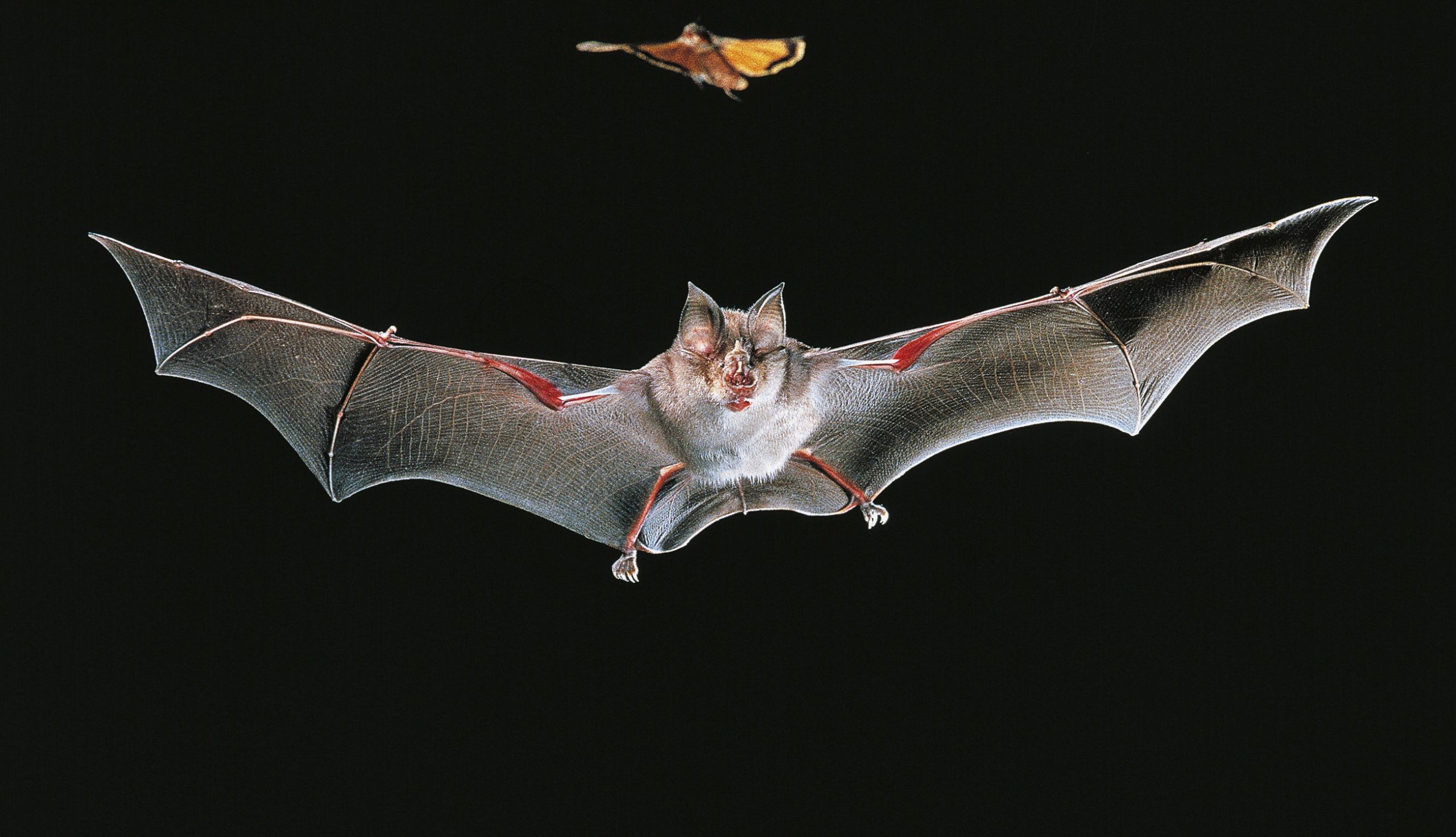 gettyimages-492780961_kun_flagermus