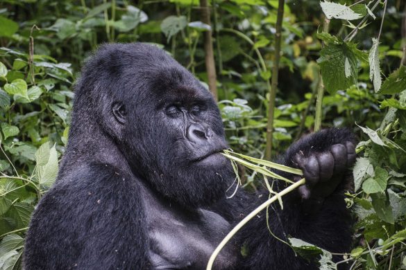 gettyimages-585814338