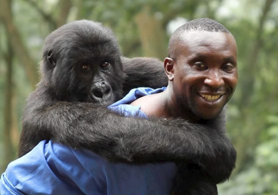 virunga