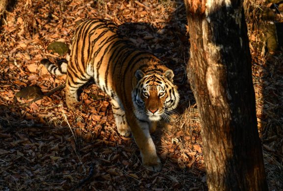 gettyimages-1086747140