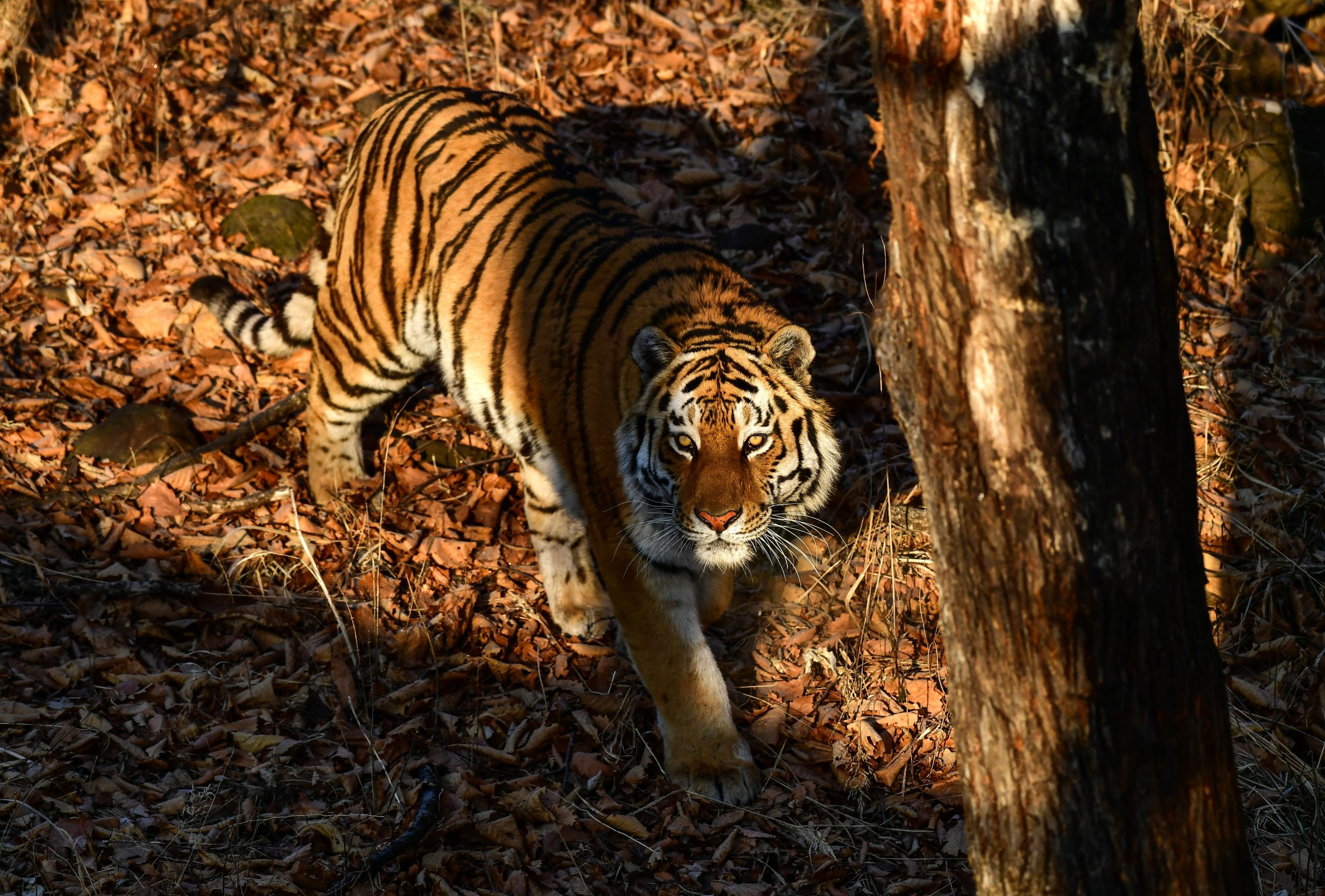 gettyimages-1086747140