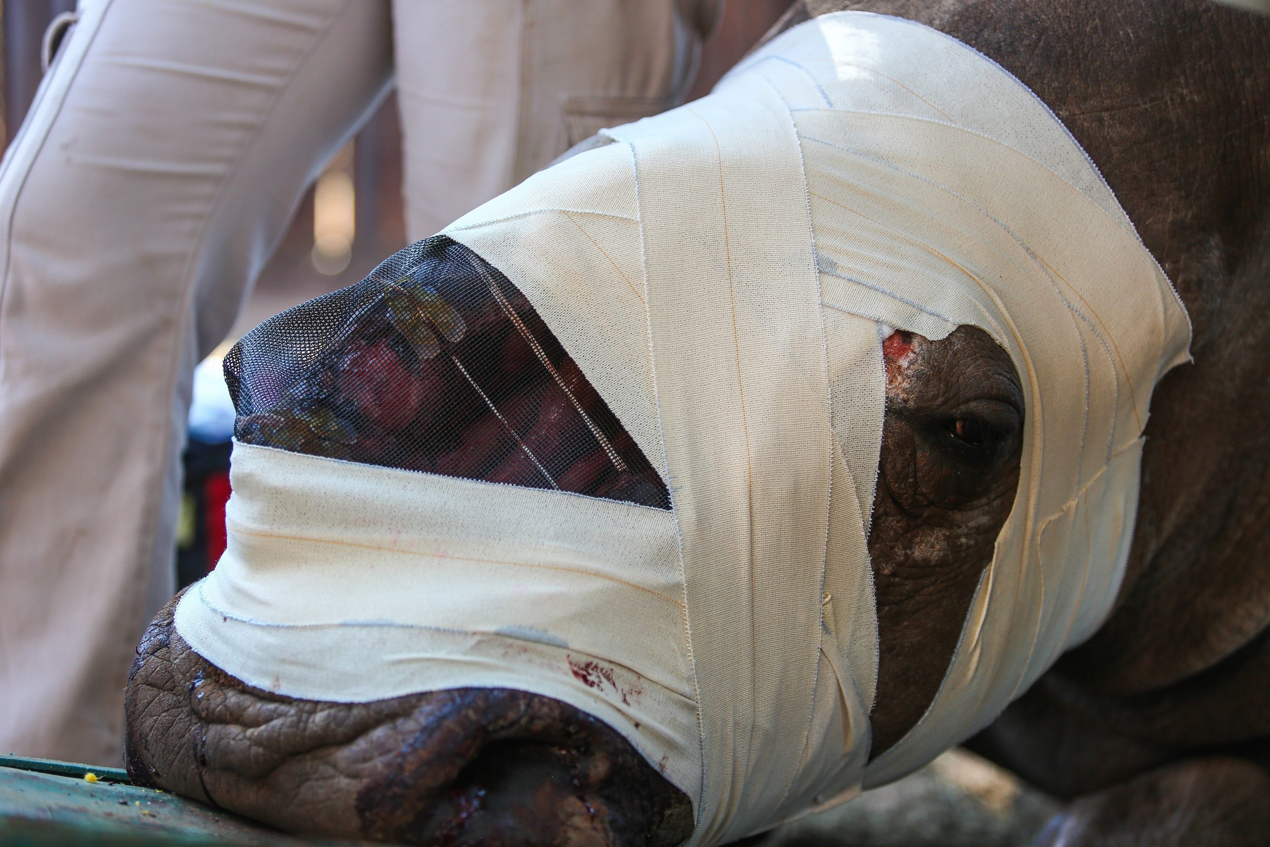 gettyimages-528148092