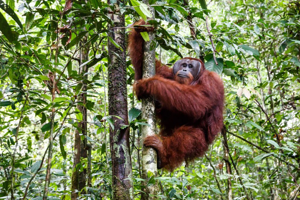 gettyimages-1202784987